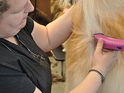 The Golden Retriever Teddy Cut